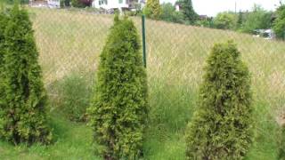 Thuja Hecke pflanzen  umpflanzen [upl. by Pinkerton]