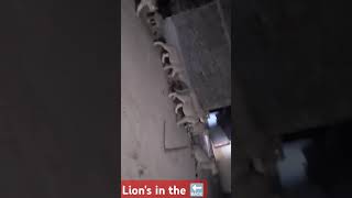 🦁🐯divsomnath🐯🦁Live lions villagelionhavajsasangirforest [upl. by Holsworth]