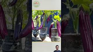 DIY Eggplant Garden Idea Fun EcoFriendly and Tasty [upl. by Fruma666]