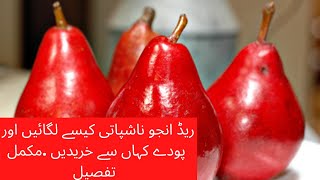 Red Anjou Pear Cultivation How to grow Pear in Pakistan and India Red Anjou Pear lgany ka tarika [upl. by Aivatra]