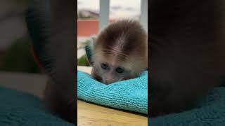 baby monkey so adorable baby happy cute baby shorts [upl. by Puto]