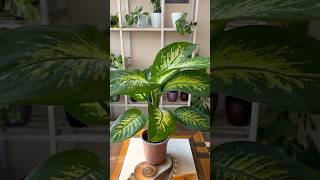 Dieffenbachia  Dumb Cane Plant  Grow Dieffenbachia Plant From Cuttings shorts plants [upl. by Dodi]