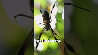 Tarantula Hawk the wasp that Hunts Tarantulas [upl. by Cesaria352]