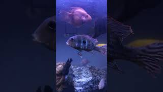 Geophagus cichlid [upl. by Hertz]