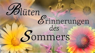 Melancholische Erinnerungen an die Sommerblüten  zum Entspannen MusikClip quotLast Choralquot [upl. by Damara]