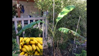 Piantare un Albero di Banane  Piante Tropicali [upl. by Buffum]