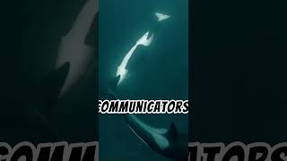 Why the Orca Is the True Apex Predator of the Ocean [upl. by Yarod]