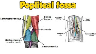 popliteal fossapopliteal fossa contents boundariesmedicalmnemonics [upl. by Philan180]