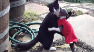 Funniest Cat vs Dog Fighting Videos [upl. by Janelle]