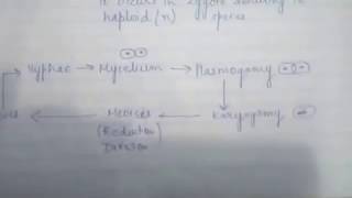 CHAP 203 KINGDOM FUNGI CLASS11 BIOLOGY [upl. by Bellanca]