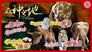 【LIVE】野生牦牛竟跟人类一起晨跑？东北虎原来是这样谈恋爱的🤩带你100秒看完粉红色海豚生死救援！《众神之地》The Land of Spirits [upl. by Jesse]