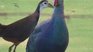 Greyheaded Swamphen 22 11 24 S Knld Rd 2 [upl. by Oznohpla]