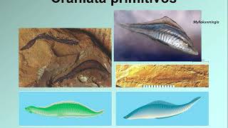 14 2 Craniata y Vertebrata 6 39 [upl. by Retswerb]