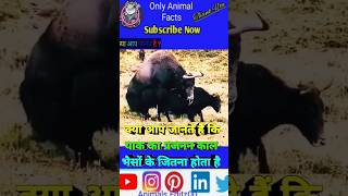 Yak 🐂 के बारे में रोचक तथ्य facts animals trending ytshort yak explore shorts [upl. by Anwadal238]