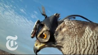 Hawk Cam Captures the Hunt  ScienceTake  The New York Times [upl. by Lahcar]