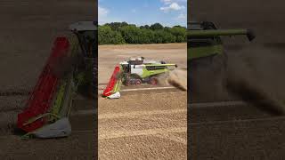 CLAAS LEXION 8700TT am Weizen dreschen  Ernte 2024 [upl. by Matthei]