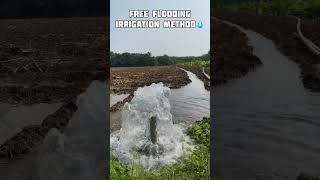 Free flooding irrigation method  traditional method shorts irrigation igation [upl. by Sandberg552]