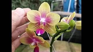 Phalaenopsis IHsin Venus Sweet Fragrance [upl. by Cran250]