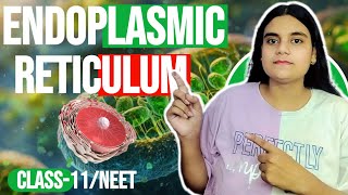 Endoplasmic reticulum  structure  function  class 11 biology [upl. by Aohk]