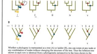 How to Interpret Phylogenetic Trees [upl. by Anuhsal]