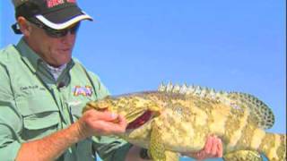 Chokoloskee Fishing for Goliath Grouper and Monster Mystery Fish [upl. by Annaig]