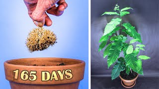 Growing Chestnut Tree From Seed Time Lapse 165 Days [upl. by Pedroza]