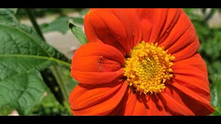 How to Companion Plant with Mexican Sunflowers  They are Allelopathic [upl. by Filip]