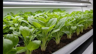 The Beginners Guide to Hydroponic Gardening SoilFree Success [upl. by Cly379]