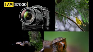 Nikon D7500 18140mm kit lens  Unboxing and some wildlife photos clicked by it [upl. by Yeslek]