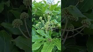 My fatsia japonica is in flower [upl. by Eramat]