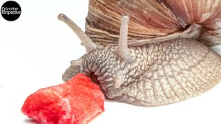 Snail eating Strawberry in Extreme Macro [upl. by Llekcir]