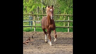 sold Quadriga  Stallion 2020 by De Niro Gold for highest dressage on his paddock [upl. by Liuqa]