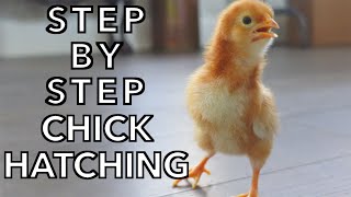 How To Hatch Chicken Eggs in an Incubator  Start to Finish [upl. by Reace482]