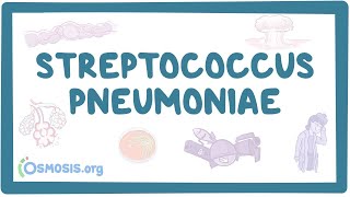 Streptococcus pneumoniae  an Osmosis Preview [upl. by Friederike183]