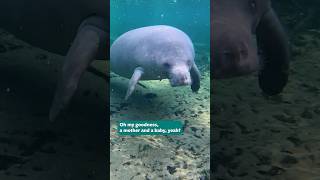 Manatees on Wild Kingdom TV today [upl. by Ocsirf345]