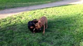 Bruce the ridgeback x staffy vs a Rottweiler [upl. by Schalles]