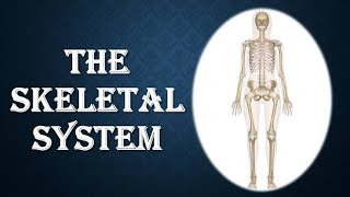 Animation of the human skeleton system  Bones Anatomy of skeleton system [upl. by Giverin]