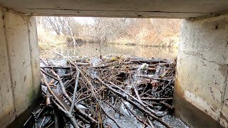 UNCLOGGING BEAVER DAM UNDER BRIDGE Beaver Dam Removal [upl. by Oiramd]