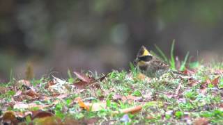 野鳥撮影・ ミヤマホオジロ Yellowthroated bunting [upl. by Scopp491]