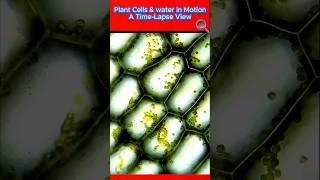 Water travel in Plant Leaf tunnel CloseUp  TimeLapse Microscopic View plants microvideo life [upl. by Yraht]