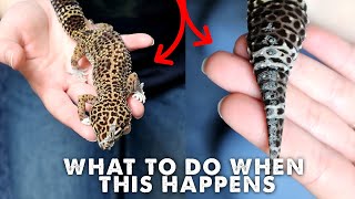 FIXING A BAD SHED  REMOVING OLD SKIN  Leopard Gecko [upl. by Steinberg899]