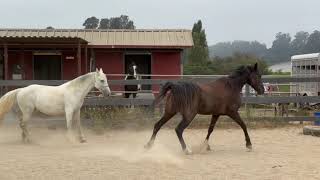 Comparing 2 Tennessee Walking Horses  Gaited Horse Training [upl. by Benito]