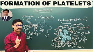 1 Formation of Platelets Thrombopoiesis Megakaryocytes [upl. by Jacinto]