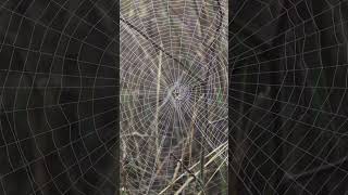 Giant Spiders Web [upl. by Sabelle]