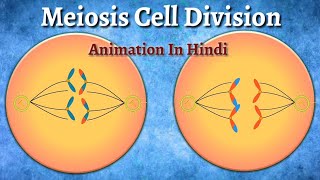 Meiosis Cell Division Animation In Hindi [upl. by Seftton]