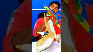 RC remote control Eagle Vs parrot testing viralvideo eagle parrot [upl. by Emily]