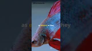 5 Amazing Fish  Types of fish  fish [upl. by Ande41]