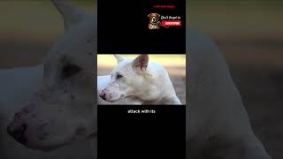 Dogo Argentino vs Wolf Who Would Win in a Clash 🐾shorts dogs animals [upl. by Etirugram]