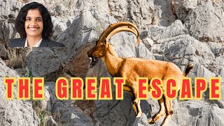 Mountain goat technically “escapes” a snow leopard viral nature naturelovers wildlife youtube [upl. by Ner]