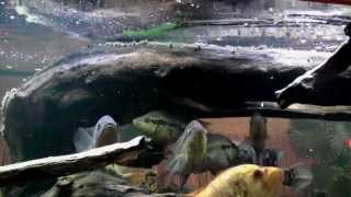 Big cichlids feeding with dried Gammarus  wwwcichlidportalsk [upl. by Anilegna]